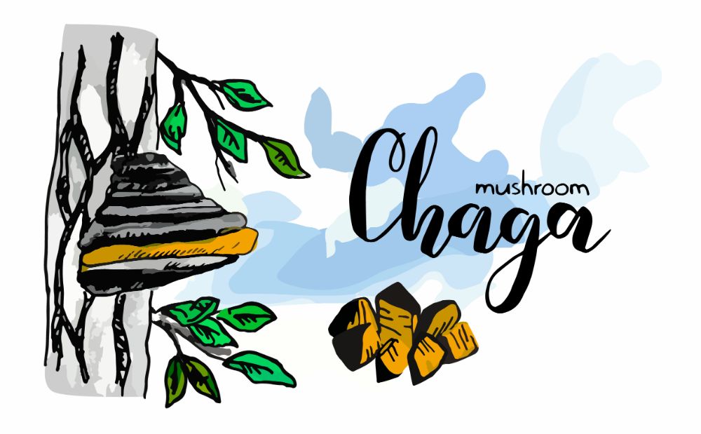 Chaga 101 - Discovering the King of Medicinal Mushrooms
