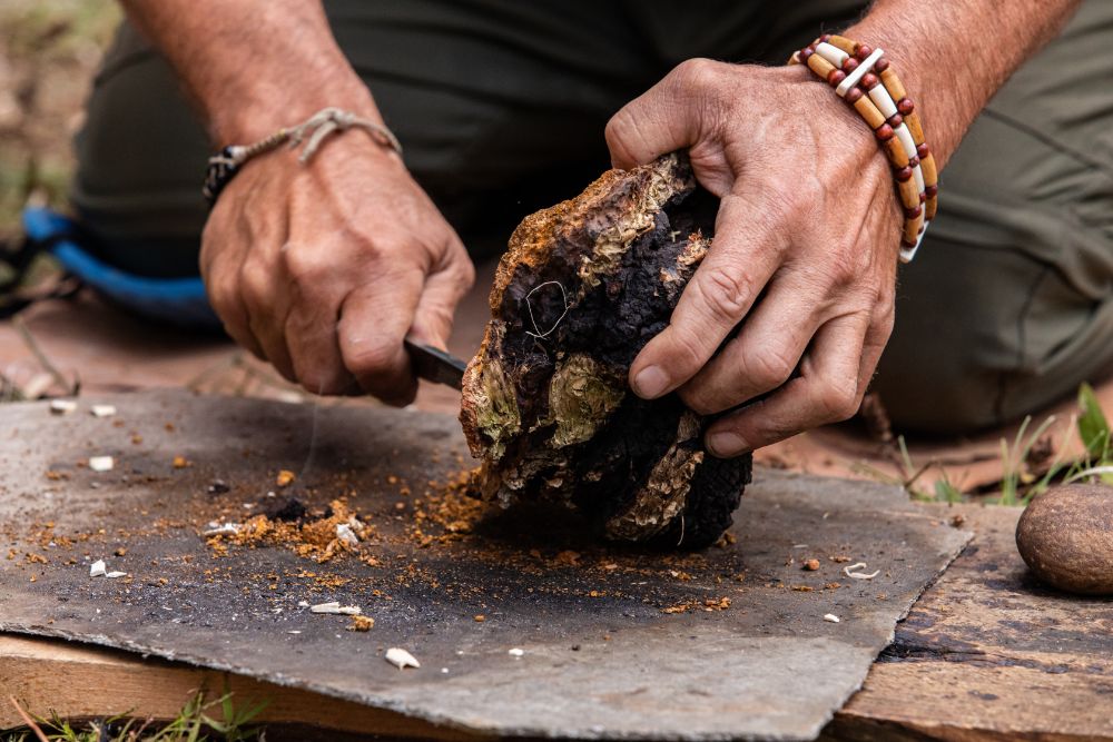 The Comprehensive Guide to Harvesting Chaga Mushrooms
